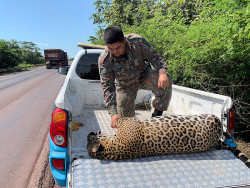 Onça-pintada de 105 quilos morre atropelada na BR-262