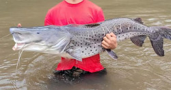 Ministério tira pintado da lista de extinção e libera pesca no Brasil