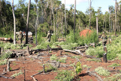 Polícia paraguaia destrói 81 hectares de roças de maconha na fronteira