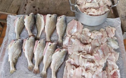 PMA aplica R$ 63,3 mil em multas e autua três por pesca predatória