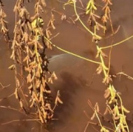 Itaporã tem chuva de 150 milímetros em meia hora