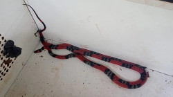 Plantão agitado da PMA captura mais de 10 animais e até cobra-coral