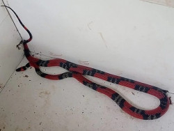 Plantão agitado da PMA captura mais de 10 animais e até cobra-coral