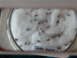 Dourados já confirmou mais de 60 casos de dengue no ano