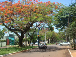 Laudir vai propor nome de José Elias Moreira para a Monte Alegre