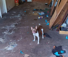 Solto na rua, pitbull ataca gêmeos em área movimentada de Dourados