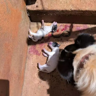 Filhotes morrem de maus-tratos em Chapadão do Sul (Foto: Divulgação/PM)