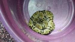 Jararaca é capturada em restaurante da 4ª Brigada do Exército