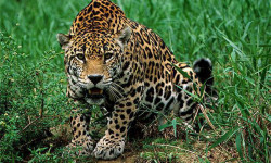 Cerca elétrica e repelente reduzem conflito entre fazendeiros e onças