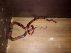 PMA de Dourados captura cobra coral em casa e resgata veado atropelado