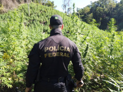 Operação Nova Aliança destrói mais mil toneladas de maconha
