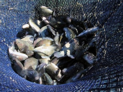 projeto “Renascer Peixe” está com inscrições abertas até o próximo dia 2 de maio (Foto: Assecom)