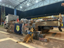 PRF apreende no MT, 1,2 tonelada de maconha que saiu de Dourados