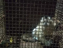Macaco resgatado em Dourados (Foto: Reprodução)