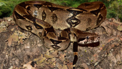 Serpente da espécie jibóia encontrada em escola de Dourados (Foto: Ilustrativa)