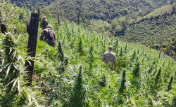 Aliança para destruir plantação de maconha (Foto: Divulgação)
