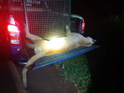 Onça-parda morre atropelada na MS-379 entre Dourados e Laguna Carapã