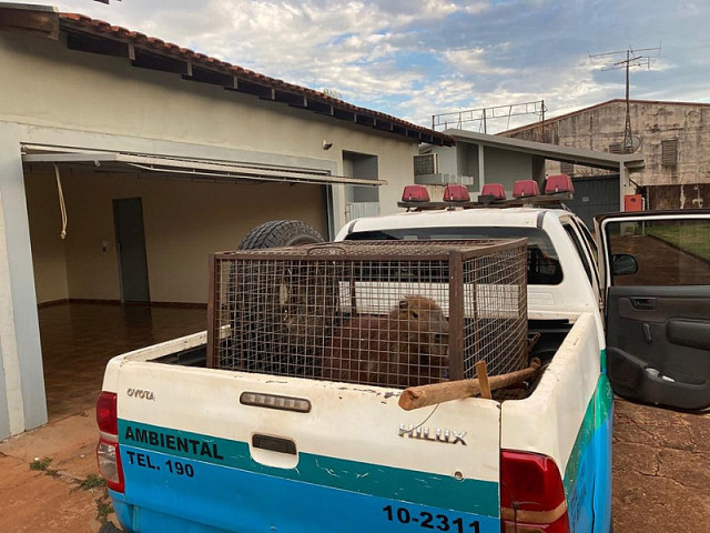 Capivara após ser capturada dentro de motel, em Dourados. Imagem (PMA/Divulgação)