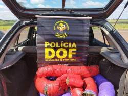 Droga apreendida pelo DOF (Foto: Assessoria)