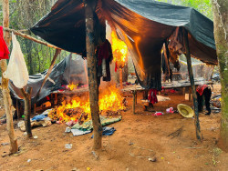 Senad do Paraguai contra lavouras da erva na fronteira com Mato Grosso do Sul (Foto: Assessoria)