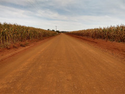 MS tem 94,7% das lavouras de milho em boas condições