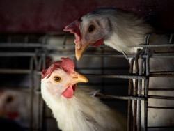 Gripe aviária leva Brasil a decretar emergência zoossanitária