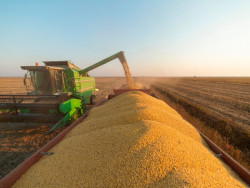 Dourados fica entre quatro maiores produtores de soja em MS
