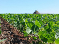 Cerrado recebe 600 milhões de litros de agrotóxico por ano