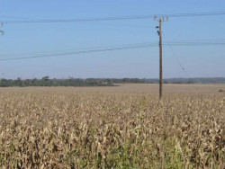 MS tem 94,7% das lavouras de milho em boas condições