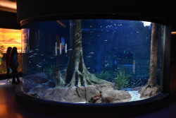 Bioparque Pantanal adota cuidados para proteger animais no frio