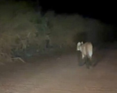 Policiais flagram rara aparição de lobo-guará em rodovia