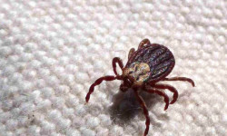 A febre maculosa é uma doença infecciosa transmitida pela picada de carrapato (Foto: Divulgação)