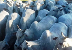 Justiça pune pecuarista que inventou roubo para demitir empregado