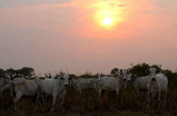 Termina na sexta-feira prazo para produtores (Foto: Assessoria)