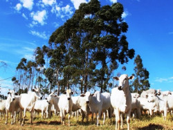 No Pantanal, 97,81% dos rebanhos foram declarados e, no Planalto, o índice foi de 97,99% (Foto: Assessoria)