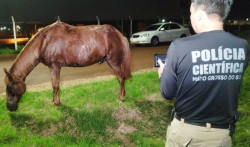 Morte de motociclista: CCZ diz que não foi acionado sobre cavalo solto