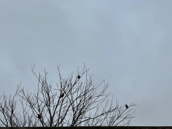 Dourados amanheceu com nevoeiro e muita nebulosidade (Foto: Dourados Informa)