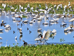 União prepara medida para acabar com "liberou geral" e proteger Pantanal