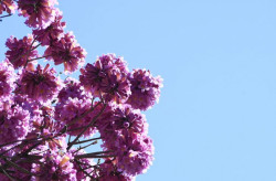 Semana começa com temperatura em elevação em MS