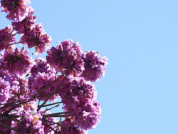 Semana começa com temperatura em elevação em MS