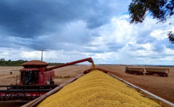 Conab estima crescimento de 23,3% na produção de grãos em MS
