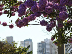 Em Dourados, os termômetros ficam em 18°C pela manhã e 34ºC (Foto: Assessoria)