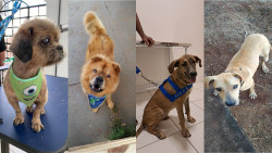 Para ser candidato a lar temporário, os interessados precisam, basicamente, ter um espaço (Foto: Assecom)