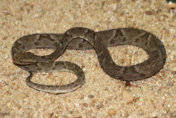 Cobra venenosa é encontrada escondida em vaso sanitário em Coxim
